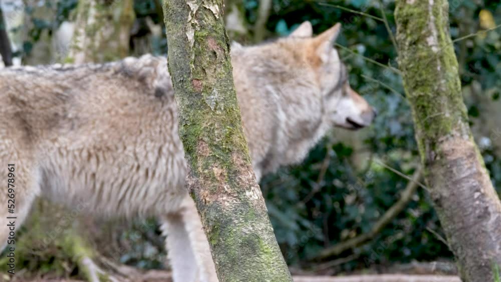 Adult wolve hiding behind the trees in the forest Adult wolve hiding behind the trees in the forest