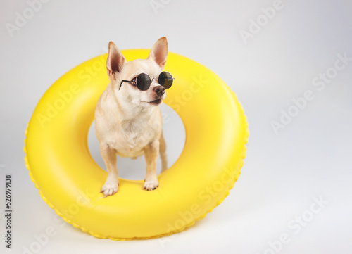 brown short hair chihuahua dog wearing sunglasses, standing in yellow swimming ring, isolated on white background, looking at copy space.