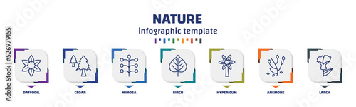 infographic template with icons and 7 options or steps. infographic for nature concept. included daffodil, cedar, mimosa, birch, hypericum, anemone, larch icons.