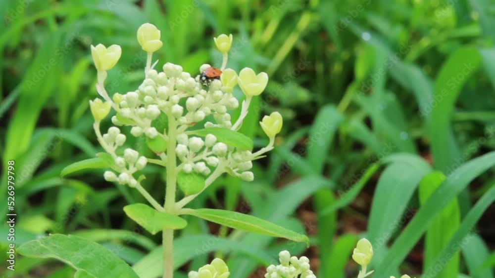 Red ladybug on hydrangea branch with white flowers and buds. Green grass in background. Selective focus Red ladybug on hydrangea branch with white flowers and buds. Green grass in background. Selective focus