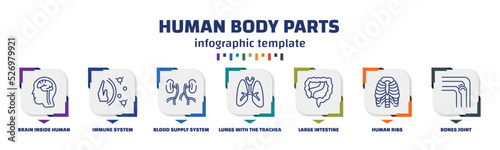 infographic template with icons and 7 options or steps. infographic for human body parts concept. included brain inside human head, immune system, blood supply system, lungs with the trachea, large