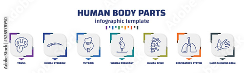 infographic template with icons and 7 options or steps. infographic for human body parts concept. included tonsil, human eyebrow, thyroid, woman pregnant, human spine, respiratory system, hand