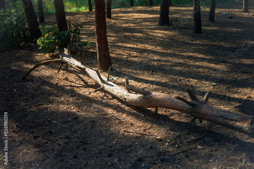 downed pine across the path