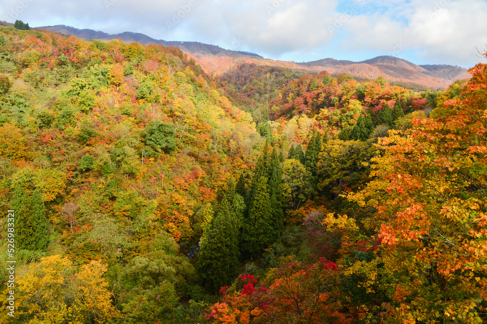 紅葉に色づいた山林　長野県