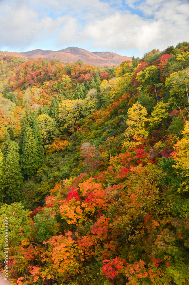 紅葉に色づいた山林　長野県