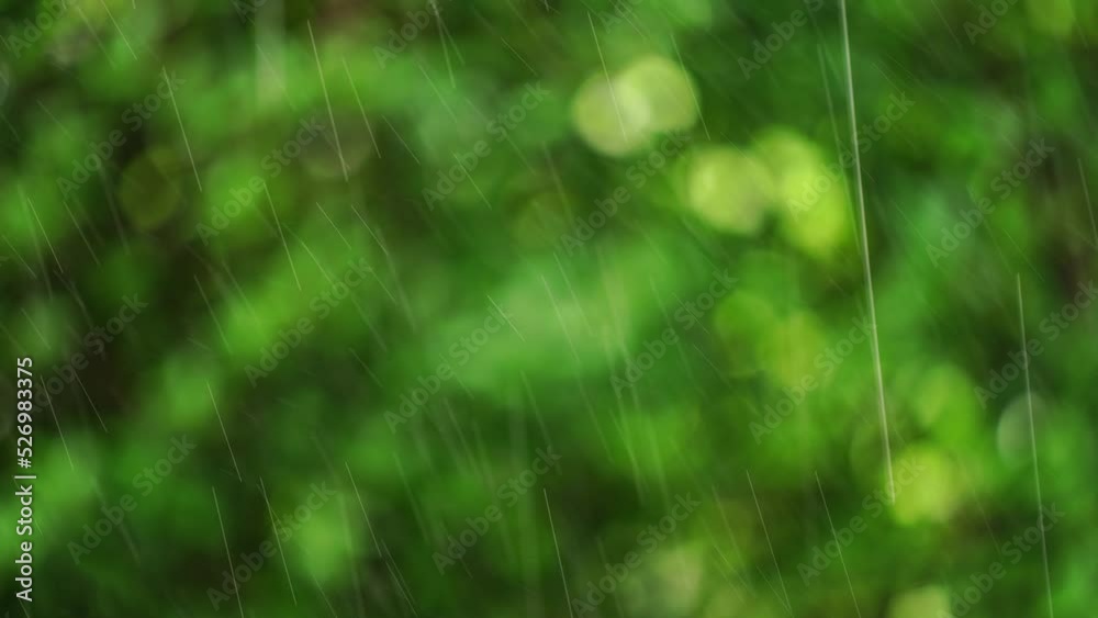 In the rainy season, the falling rain brings moisture and freshness to