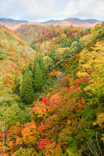 紅葉に色づいた山林 長野県