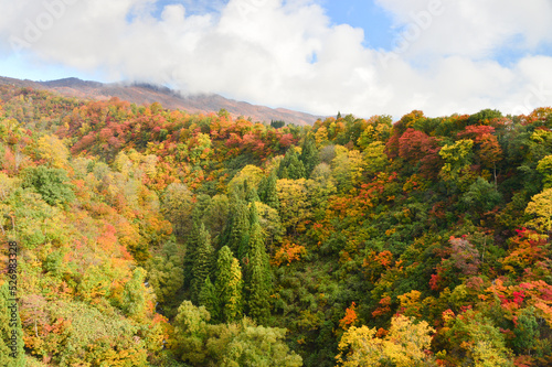 紅葉に色づいた山林　長野県 © Peak River