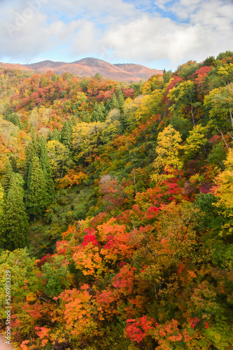 紅葉に色づいた山林　長野県 © Peak River