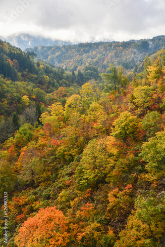 紅葉に色づいた山林 長野県
