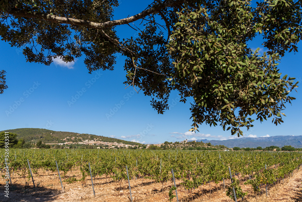 vineyards and town, Santa Eugenia, Majorca, Balearic Islands, Spain
