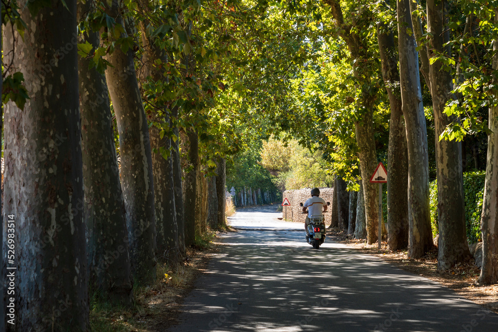 Orient old road between a shady plane tree forest, Alaro, Majorca, Balearic Islands, Spain Orient old road between a shady plane tree forest, Alaro, Majorca, Balearic Islands, Spain