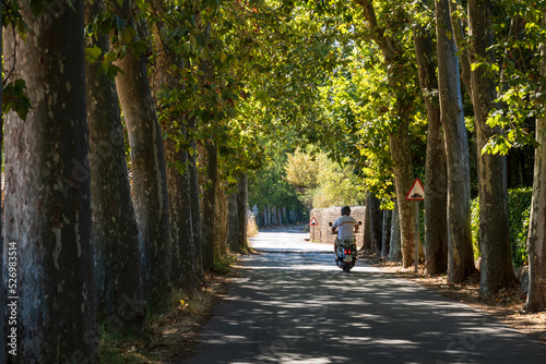 Orient old road between a shady plane tree forest  Alaro  Majorca  Balearic Islands  Spain