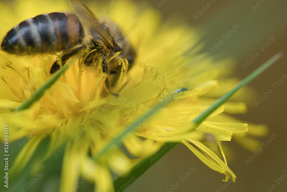 Honey bee collecting nectar on a yellow flower of dandelion. Busy insects nature Honey bee collecting nectar on a yellow flower of dandelion. Busy insects nature