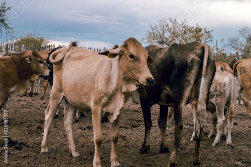 Group of cows in the pasture photo