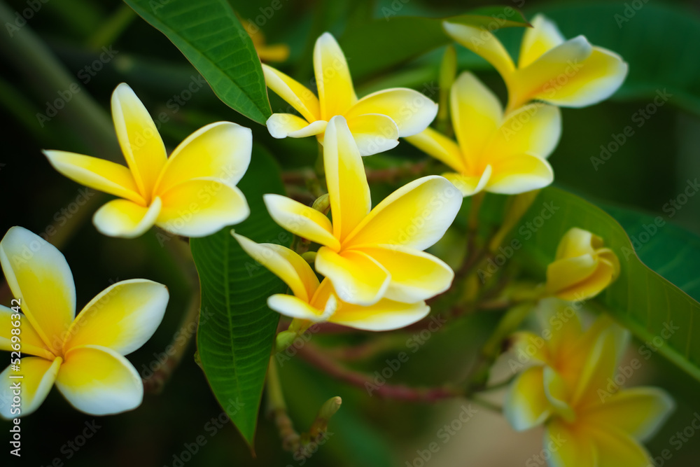 Obraz premium Foliage of white and yellow Frangipani or Plumeria Flowers on the tree with blurred background.