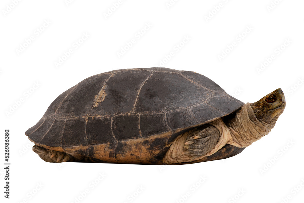 Obraz premium Testudines or Turtle isolated on white background with clipping path.