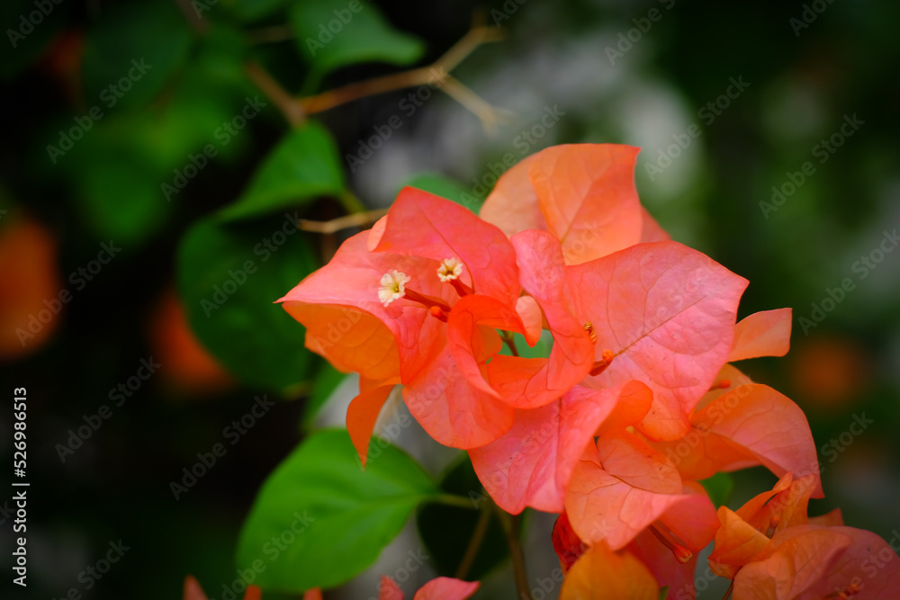 Close up photo with selective focus on orange beautiful cluster of bougainvillea flowers. The flower is known as Bunga Kertas or Paper Flower in Indonesia due of the paper-like petals. Close up photo with selective focus on orange beautiful cluster of bougainvillea flowers. The flower is known as Bunga Kertas or Paper Flower in Indonesia due of the paper-like petals.