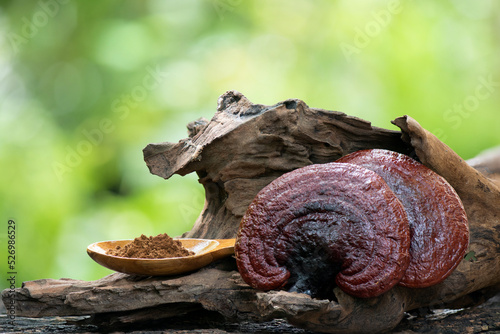 Photo Reishi or lingzhi mushroom and powder on nature background.