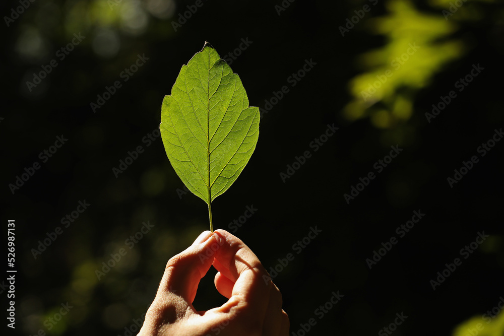 Green leaf in young man hand on a dark background. Pavel Kubarkov, my hand and green leaf. Photo was taken 31 July 2022 year, MSK time in Russia.
