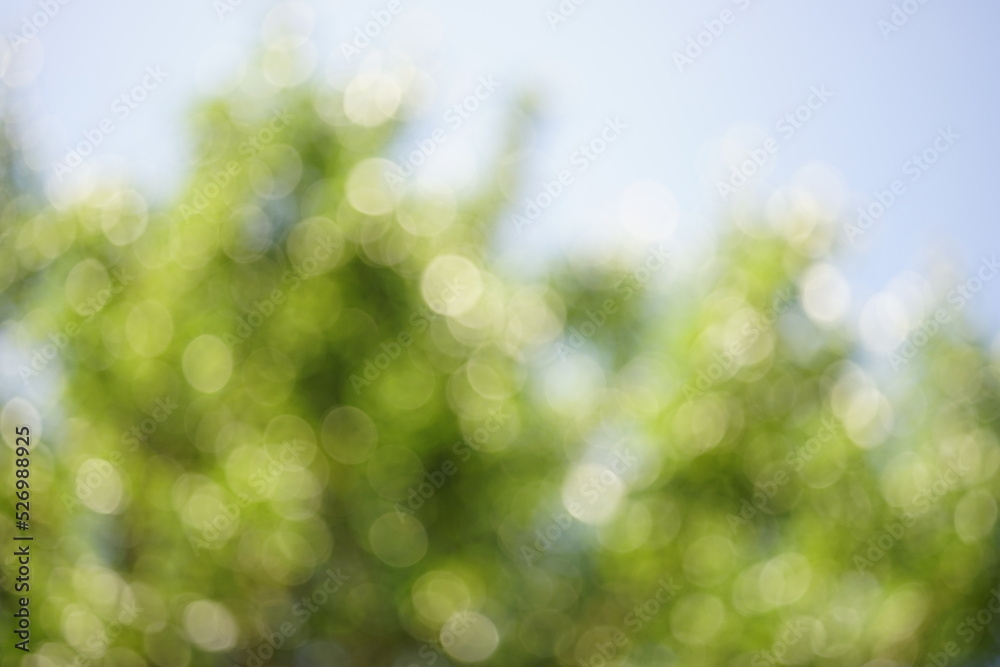 Obraz premium Blurred green summer trees and sky. Sunny garden in blur