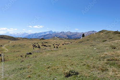 Cows grazing on a high altitude valley on the Italian Alps.