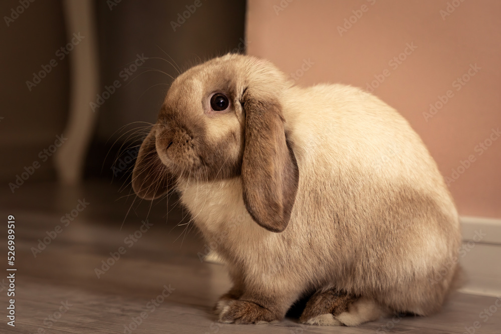 Lop-eared light brown rabbit in a room, indoors, fluffy pet Lop-eared light brown rabbit in a room, indoors, fluffy pet