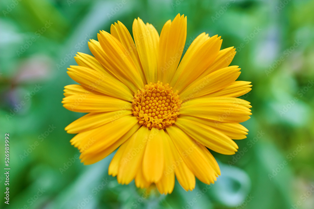 Blossoming orange marigold flower close-up on a green meadow. Мedicinal plants Blossoming orange marigold flower close-up on a green meadow. Мedicinal plants