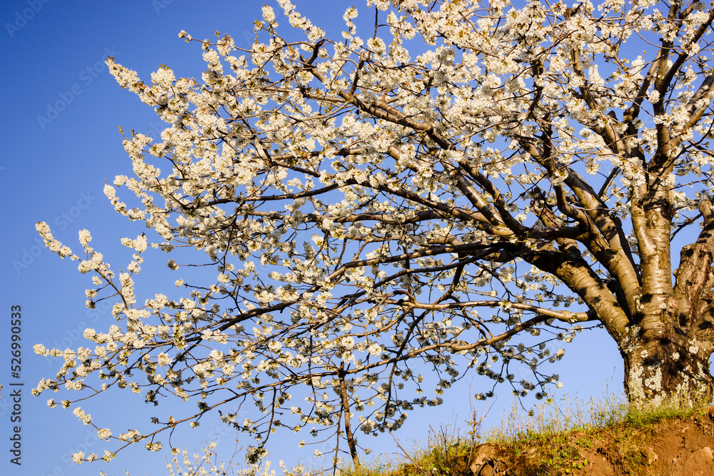 cerezos en flor -Prunus cerasus-, Casas del Castañar, valle del Jerte, Cáceres, Extremadura, Spain, europa cerezos en flor -Prunus cerasus-, Casas del Castañar, valle del Jerte, Cáceres, Extremadura, Spain, europa