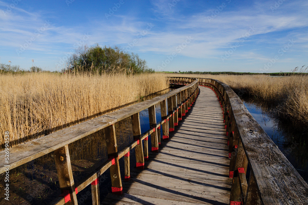 Obraz premium parque nacional Tablas de Daimiel, Ciudad Real, Castilla-La Mancha, españa, europa