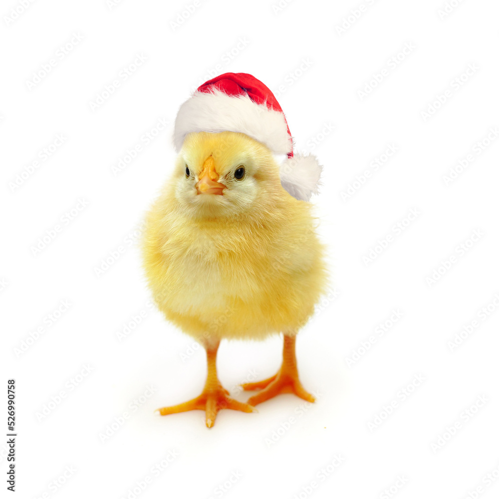 Obraz premium Yellow chick Santa on white, Christmas and New Year concept