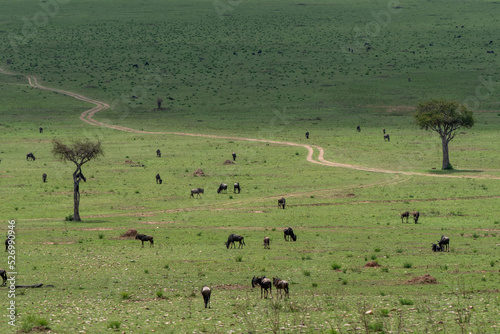 Beautiful landscape of the plains with two acacia trees and a path while wildebeest and zebra enjoying themselves on the grass in the Masai Mara national reserve, in Kenya, Africa © Vicente
