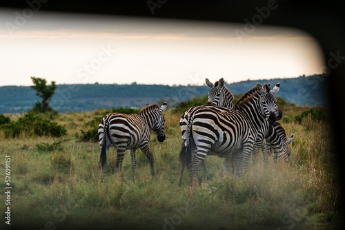 Beautiful landscape of zebras seen from a car window with part blurred, in the Masai Mara national reserve, in Kenya, Africa