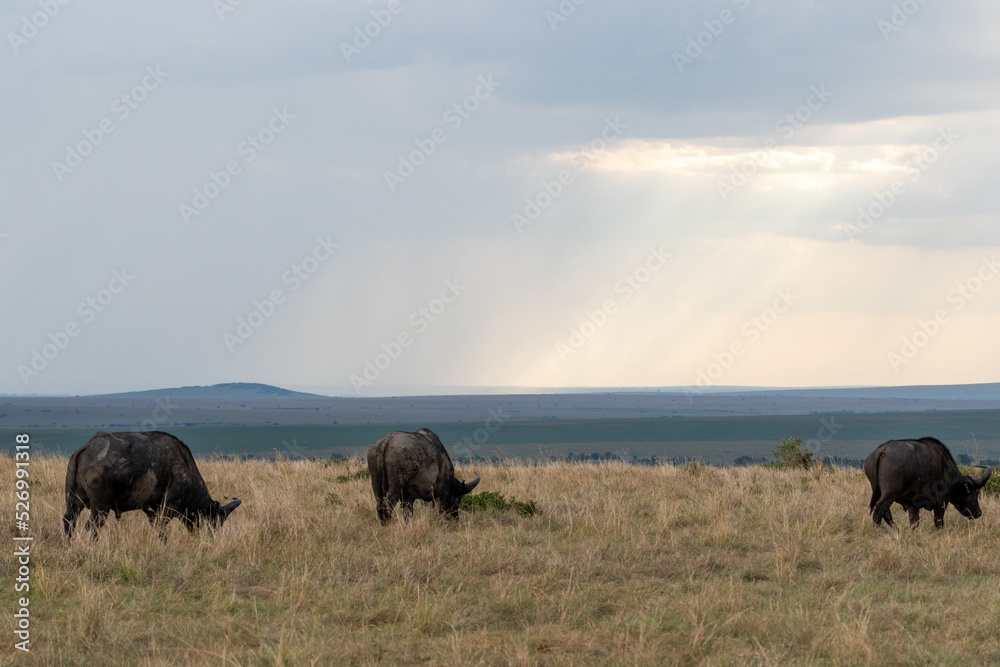 Beautiful landscape with sunbeams and cloudy with water buffalo over the plain in Masai Mara national reserve, in Kenya, Africa Beautiful landscape with sunbeams and cloudy with water buffalo over the plain in Masai Mara national reserve, in Kenya, Africa