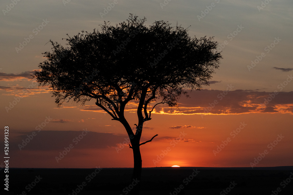 Beautiful sunset with an acacia in the masai mara nature reserve, in Kenya, Africa