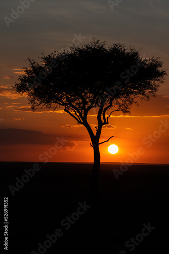 Beautiful sunset with an acacia in the masai mara nature reserve, the african savannah in Kenya © Vicente