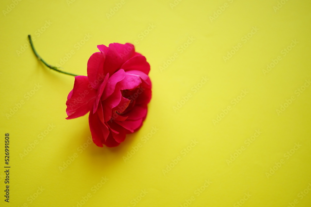 Pink rose flower on the yellow table, art card Pink rose flower on the yellow table, art card