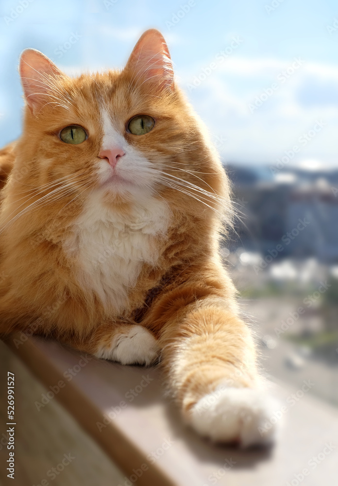 Ginger cat on the window with blue sky background Ginger cat on the window with blue sky background
