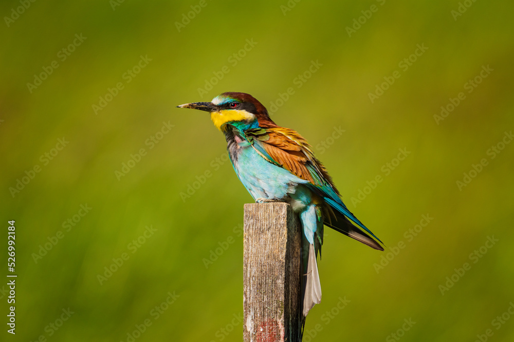 The European bee-eater (Merops apiaster) is a near passerine bird in the bee-eater family, Meropidae. It breeds in southern Europe and in parts of north Africa and western Asia. The European bee-eater (Merops apiaster) is a near passerine bird in the bee-eater family, Meropidae. It breeds in southern Europe and in parts of north Africa and western Asia.
