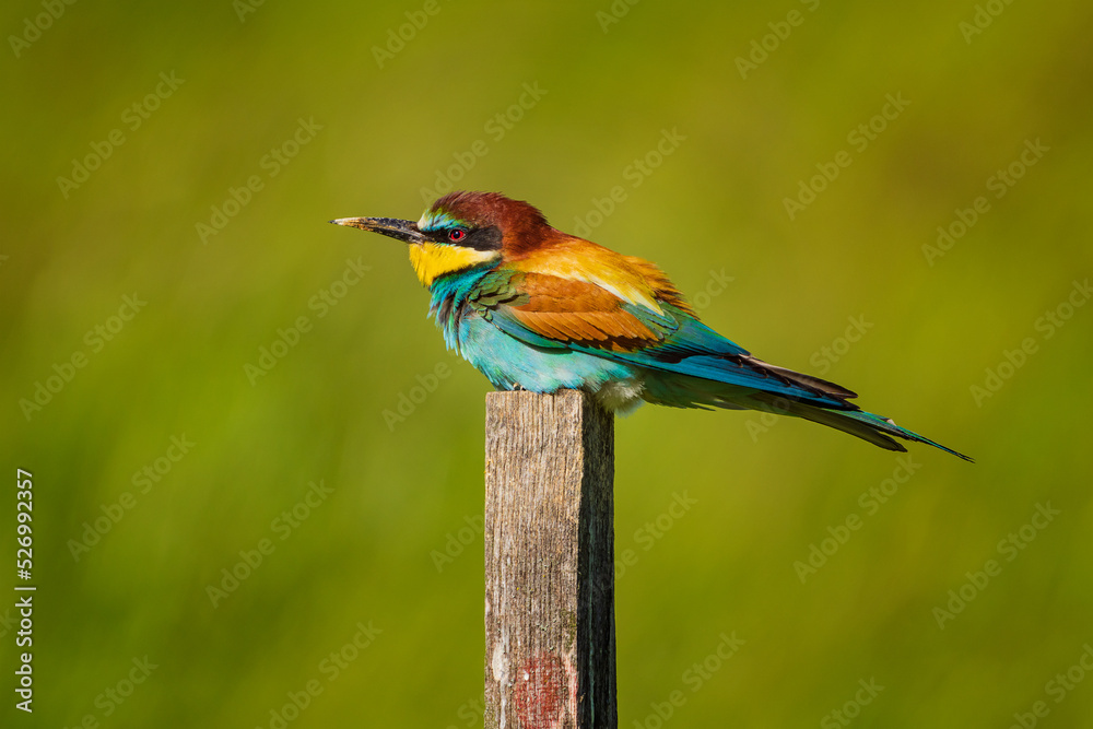 The European bee-eater (Merops apiaster) is a near passerine bird in the bee-eater family, Meropidae. It breeds in southern Europe and in parts of north Africa and western Asia. The European bee-eater (Merops apiaster) is a near passerine bird in the bee-eater family, Meropidae. It breeds in southern Europe and in parts of north Africa and western Asia.