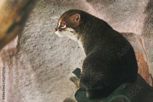 Endangered Flat-headed Cat or Prionailurus planiceps