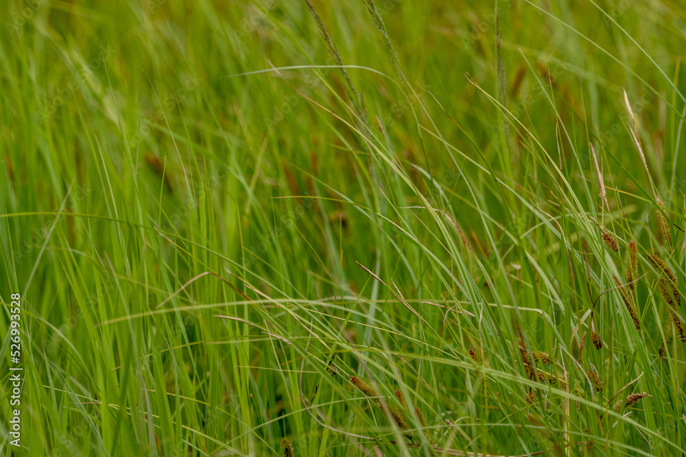 Tall Grasses Blow In The Breeze Tall Grasses Blow In The Breeze