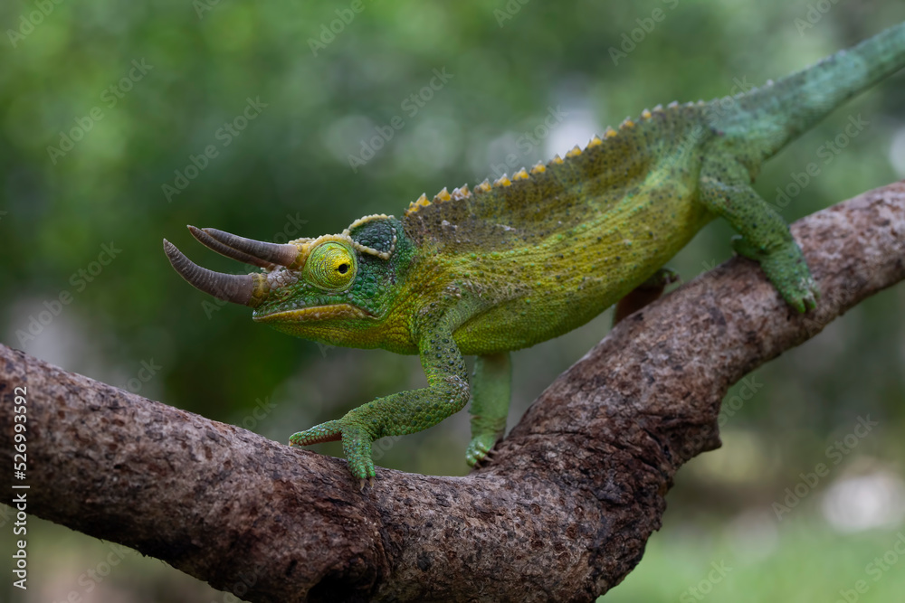 Jackson's chameleon (Trioceros jacksonii) climbing on tree branch. Jackson's chameleon (Trioceros jacksonii) climbing on tree branch.