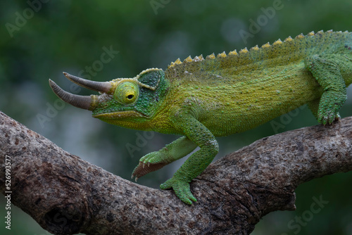 Jackson's chameleon (Trioceros jacksonii) climbing on tree branch.