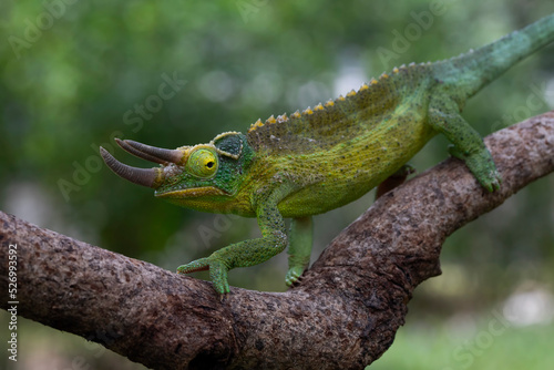 Jackson s chameleon  Trioceros jacksonii  climbing on tree branch.