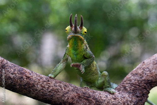 Jackson's chameleon (Trioceros jacksonii) climbing a branch. photo