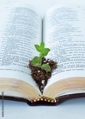 Green plant growing in soil on top of an open Holy Bible Book. Vertical shot. A close-up. Biblical concept of faith growth, spiritual maturity, Christian repentance, and change. photo