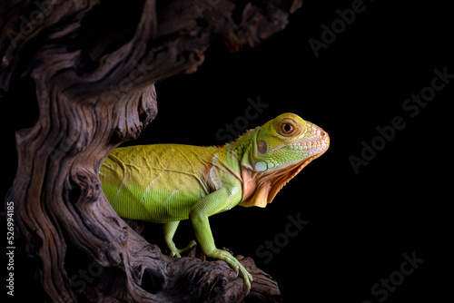 Red Iguana juvenile on wood in a conservation area.