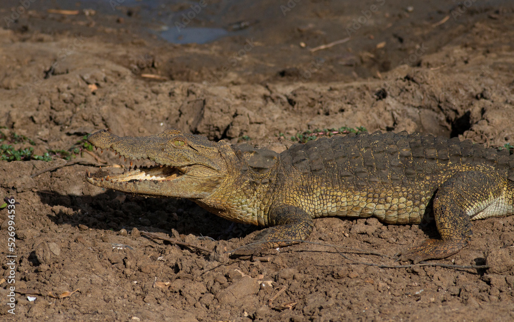 Crocodile with its mouth open basking in the sun; crocodiles resting; mugger crocodile from Sri Lanka
Crocodile with its mouth open basking in the sun; crocodiles resting; mugger crocodile from Sri Lanka