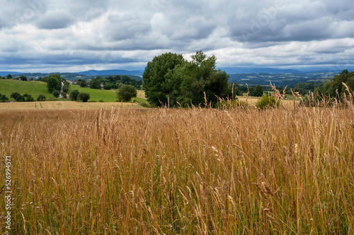 Rural landscape with tall grass on meadow  field  tree  village and mountain on horizon